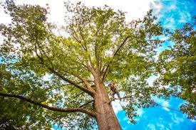 Best Lot and Land Clearing  in Chadwicks, NY