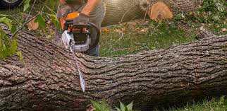 Best Hedge Trimming  in Chadwicks, NY