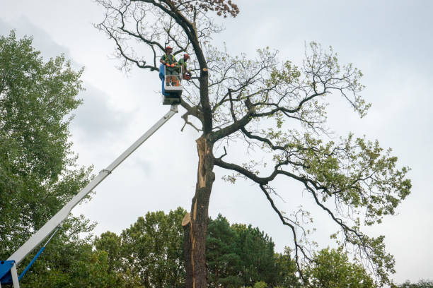 Best Seasonal Cleanup (Spring/Fall)  in Chadwicks, NY