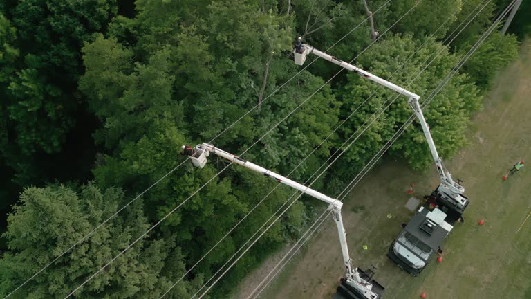 How Our Tree Care Process Works  in  Chadwicks, NY