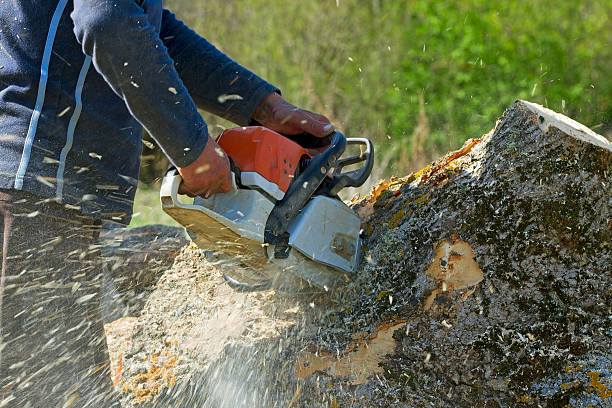 Professional Tree Removal in Chadwicks, NY