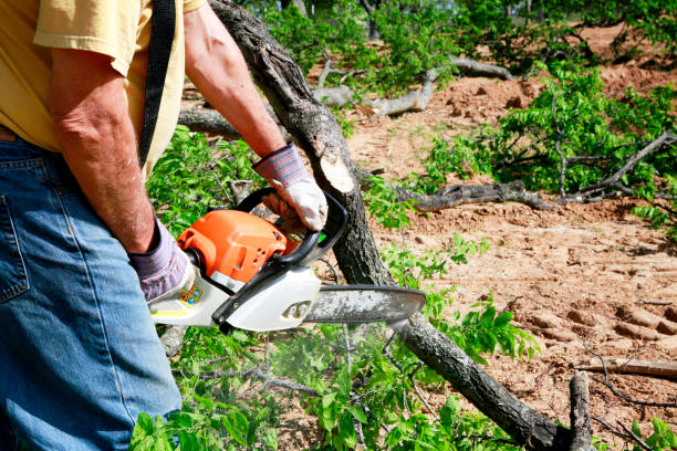 Best Arborist Consultation Services  in Chadwicks, NY